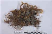 藏品(阿里山貓耳衣)的圖片